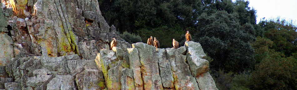 Visita el Parque Nacional de Monfragüe (Malpartida de Plasencia - CACERES)